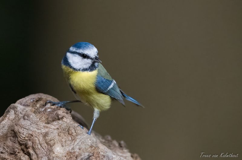 Blue Tit