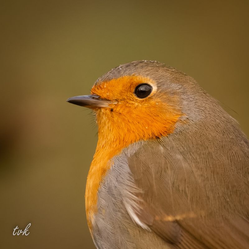 Robin