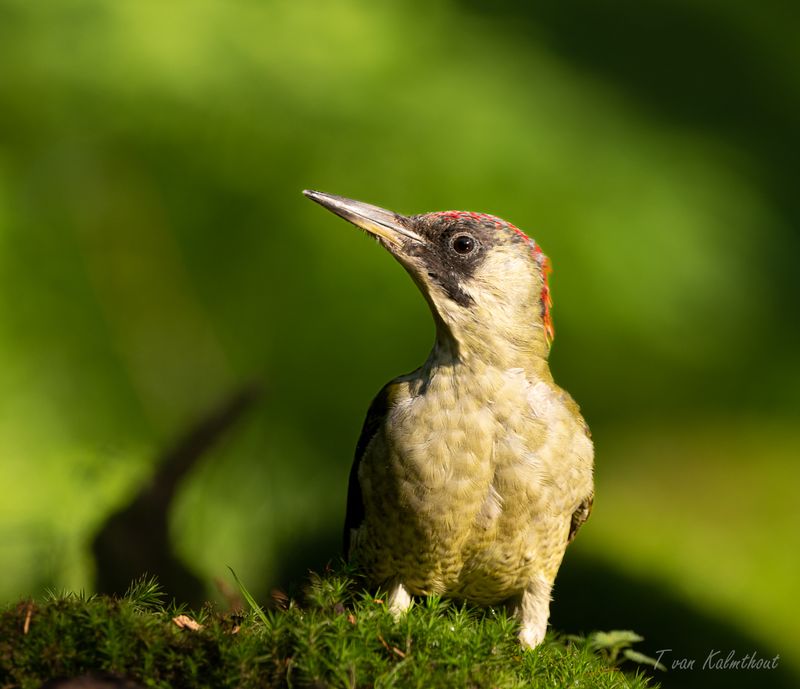 Green Woodpecker