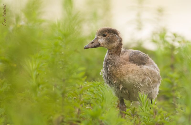 Egyptian Goose chick