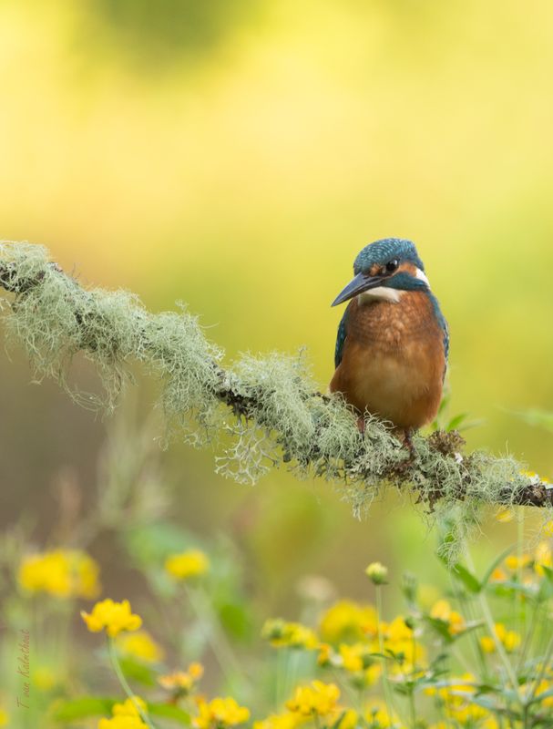 Kingfisher