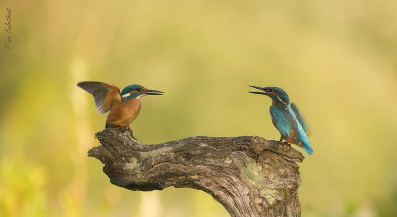 Kingfishers