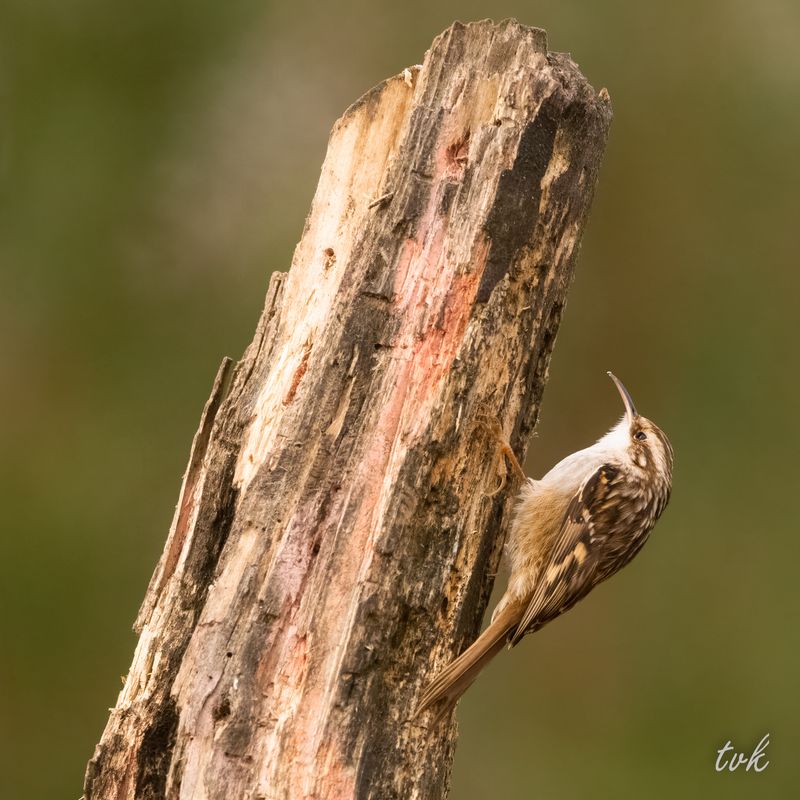 Tree Creeper