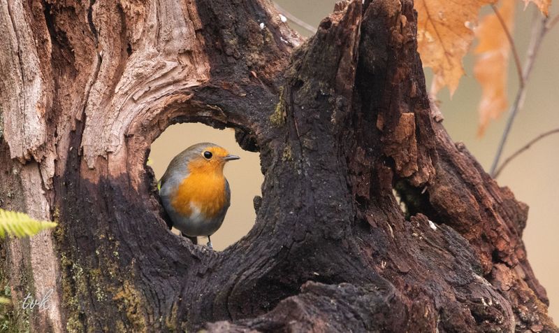Robin