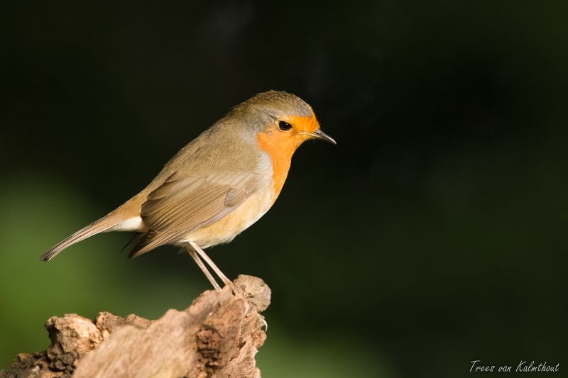 Robin