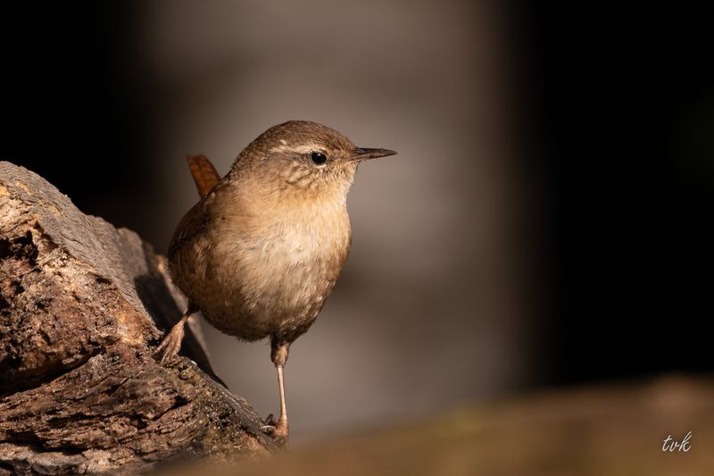 Wren