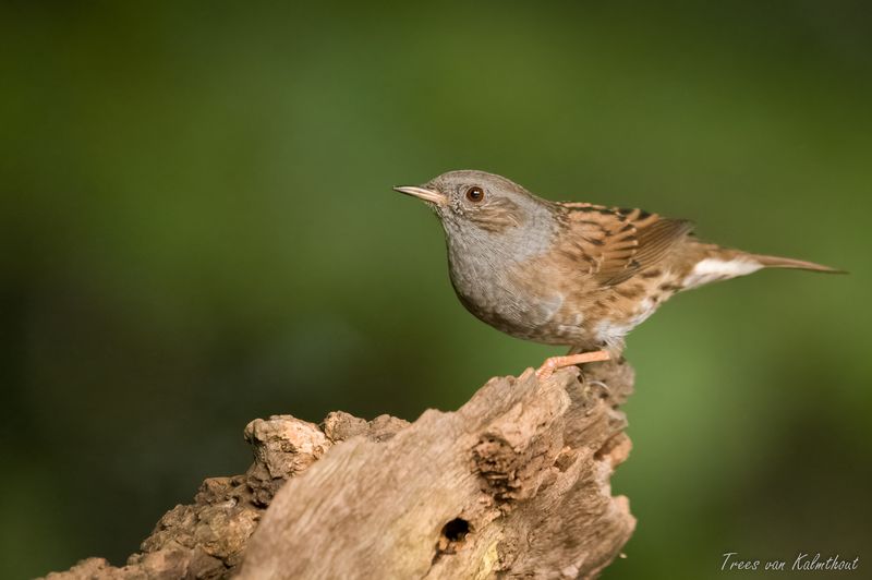 Dunnock