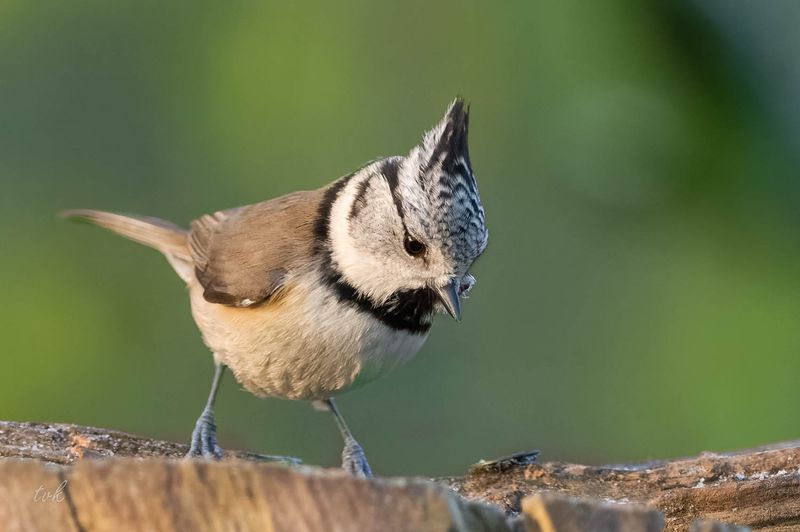 Kuifmees (Lophophanes cristatus), Crested Tit