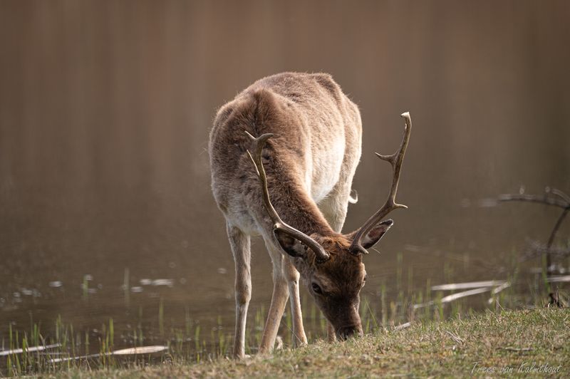 Fallow Deer