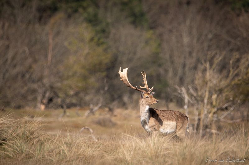 Fallow Deer