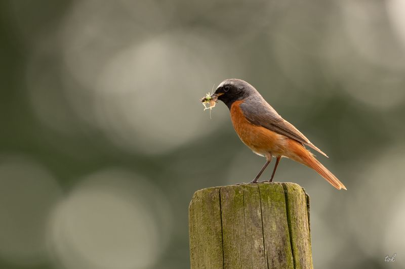 Gekraagde roodstaart (Phoenicurus phoenicurus) with prey