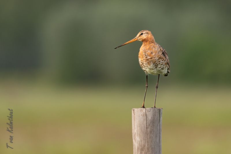 Grutto (Limosa limosa), Ottershagen