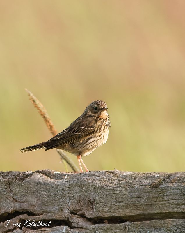 Graspieper (Anthus pratensis)