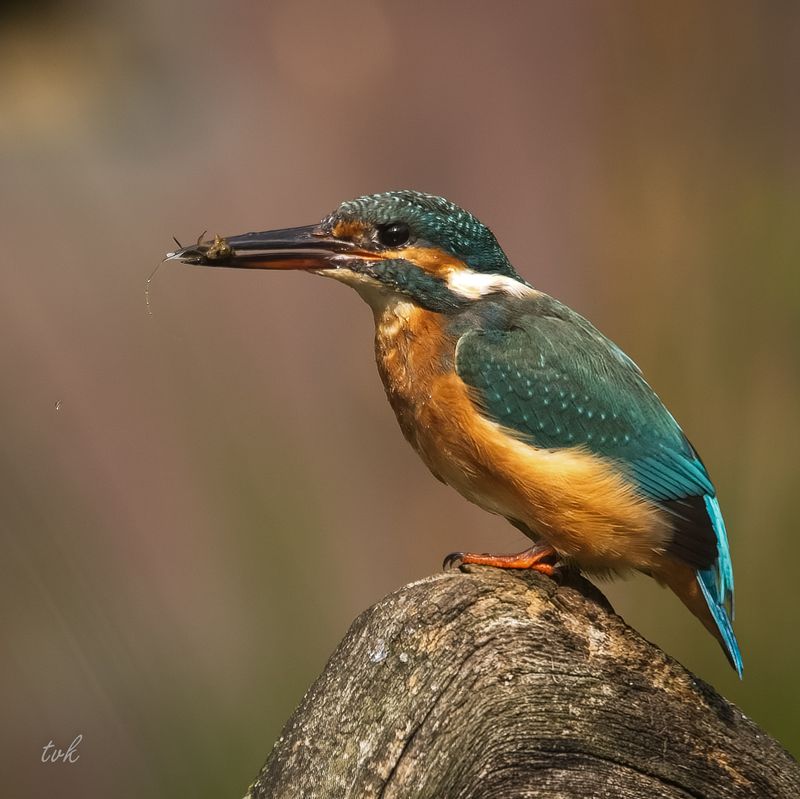 Kingfisher