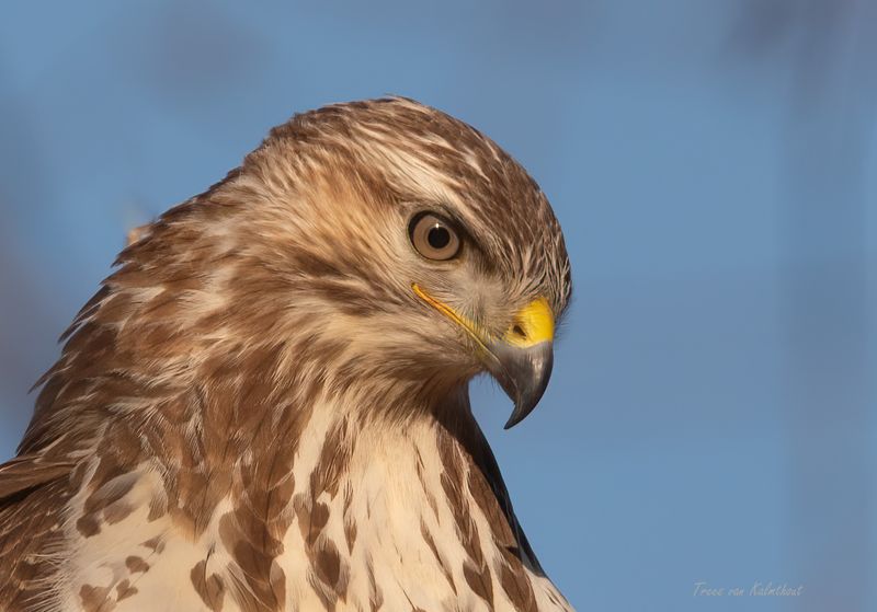 Buizerd