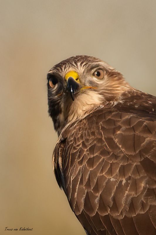 Buizerd