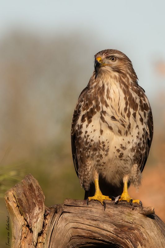 Buizerd