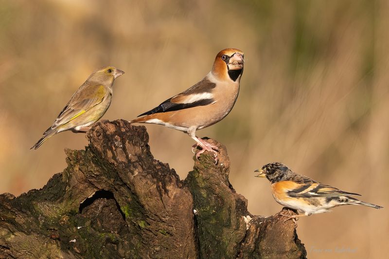 Groenling Appelvink en Keep