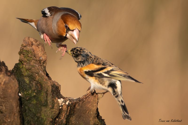 Appelvink met keep