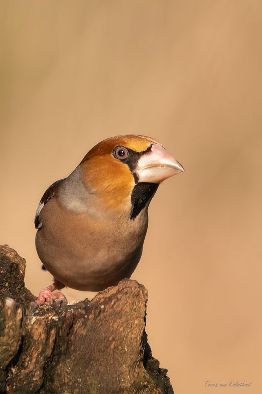 Appelvink