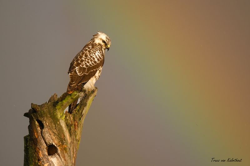 Buizerd met regenboog