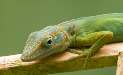 Reptiles and Insects