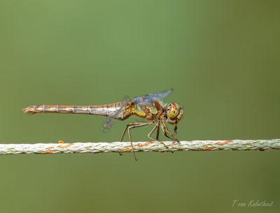 Libelle aan de lunch.jpg