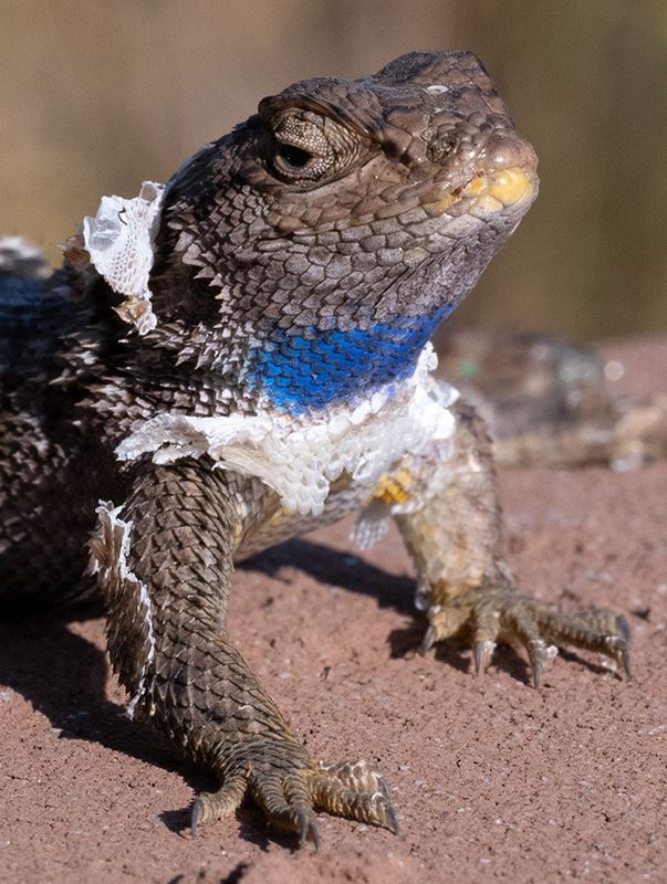 Western fence lizard, shedding skin