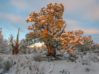 Winter Juniper