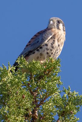birds_of_oregon