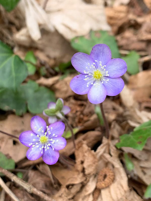 Heptica Nbilis
