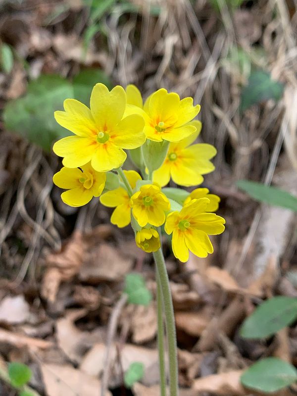 Primavera (Primula veris)