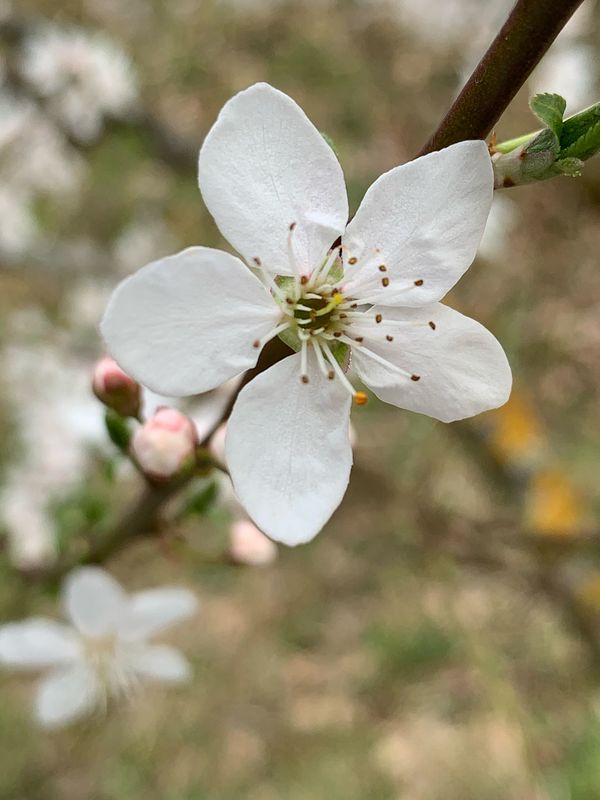 Ciruelo mirobolano (Prunus cerasifera)