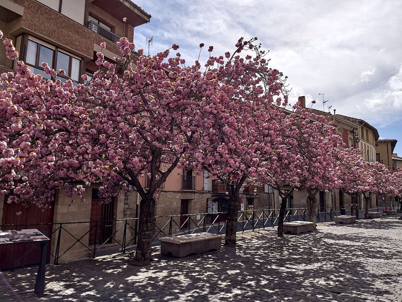 Plaza Carlos III El Noble