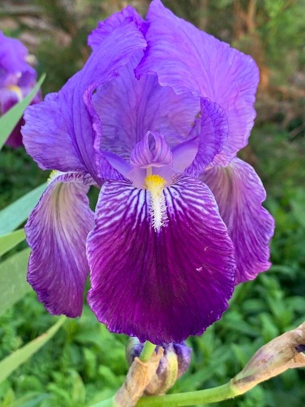 Iris germnica