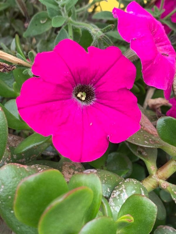 Petunia (Petunia atkinsiana)
