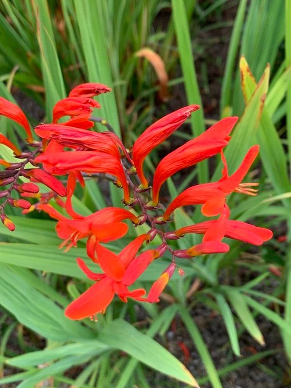 Crocosmia  crocosmiiflora