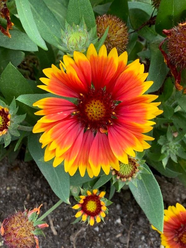 Gaillardia pulchella