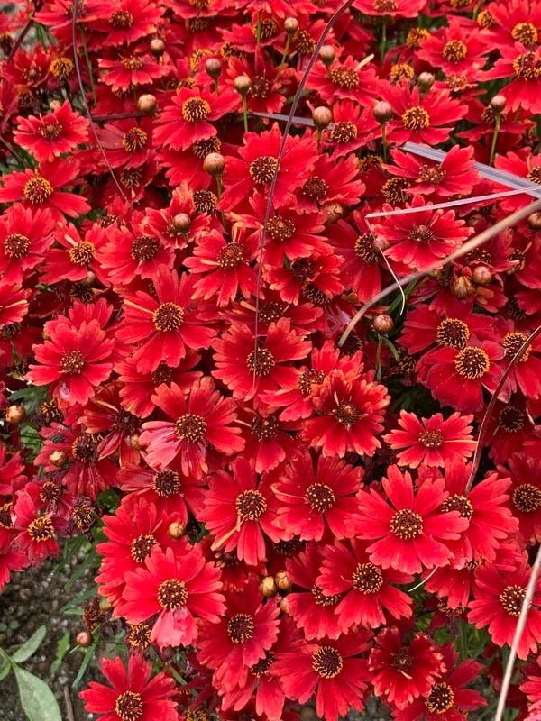 Coreopsis Tinctoria Coreopsis RED Dwarf
