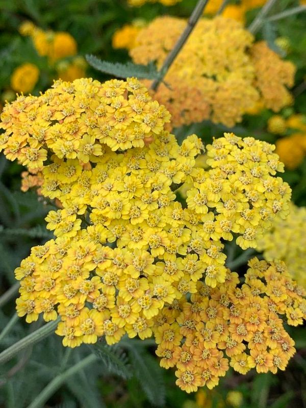 Milenrama (Achillea millefolium)