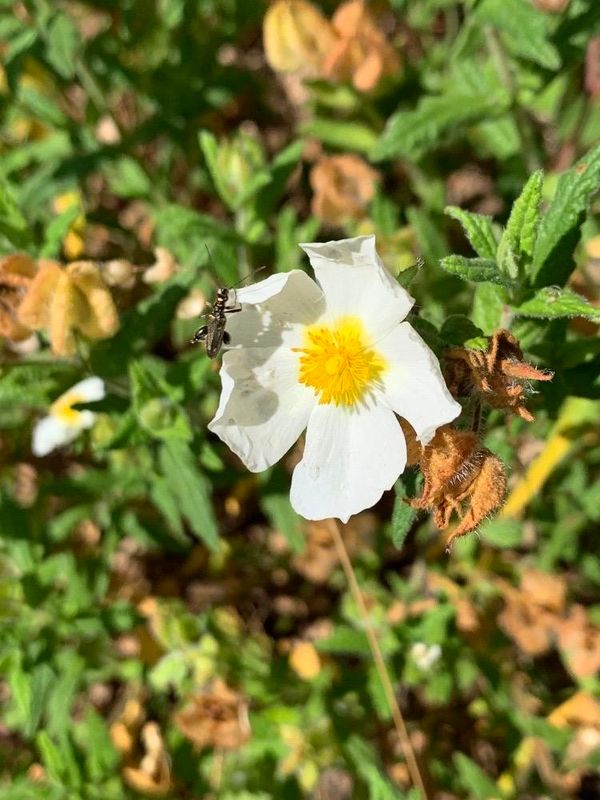 Cistus salviifolius