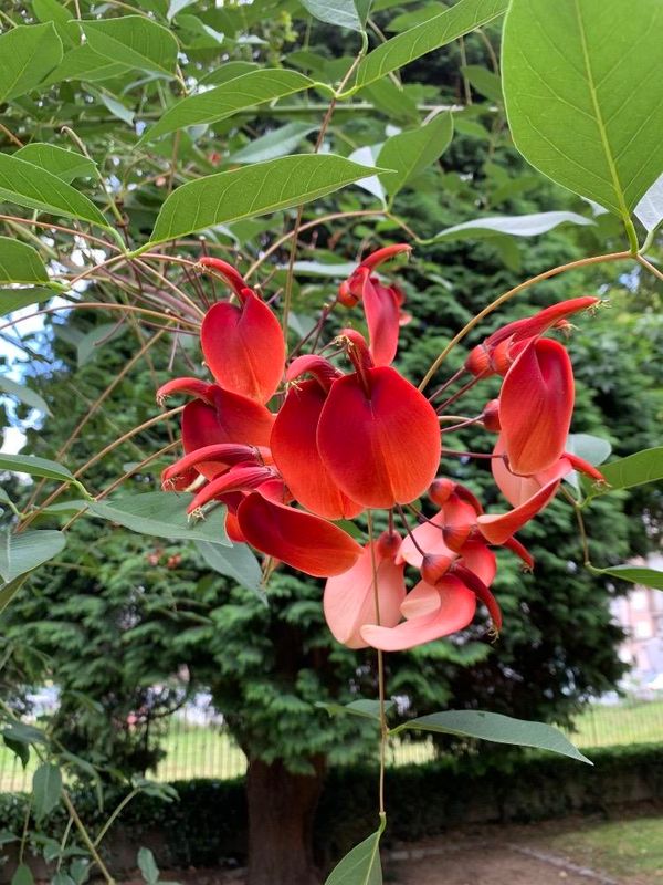 Erythrina crista-galli
