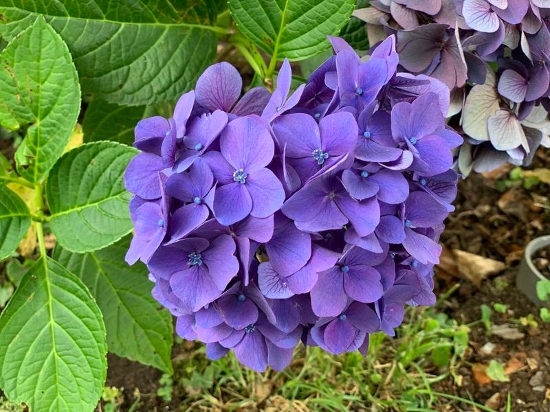 Hydrangea macrophylla