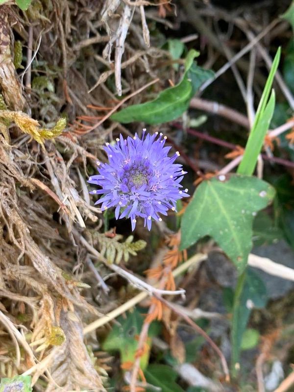 Jasione montana