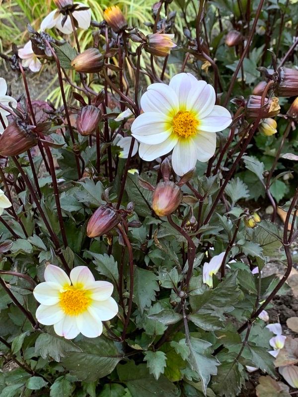 Dahlia pinnata