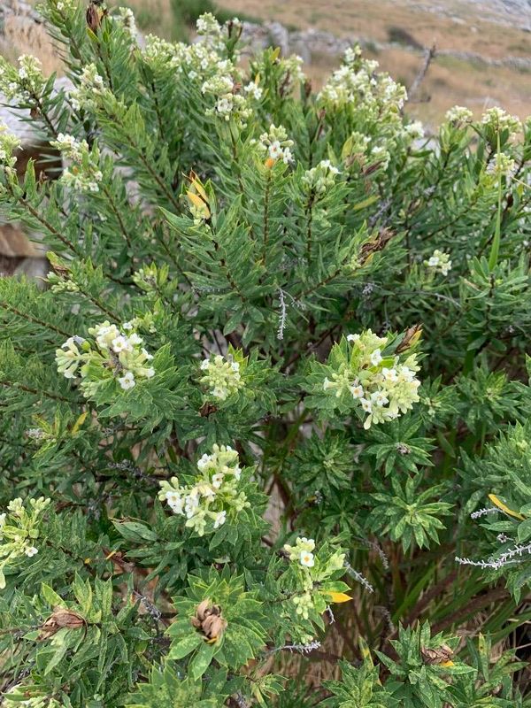 Daphne gnidium