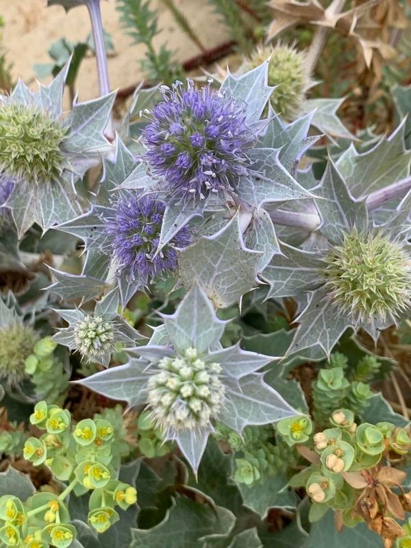 Eryngium maritimum