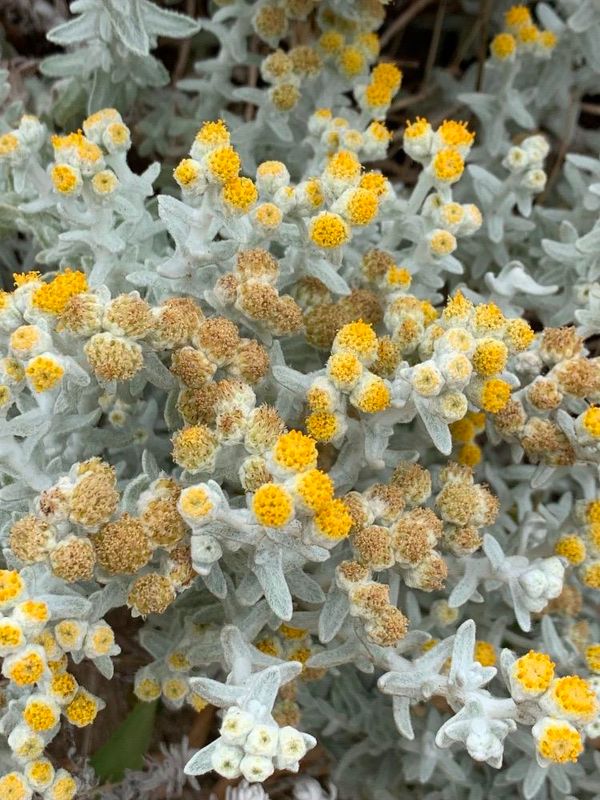 Cineraria (Jacobaea maritima)