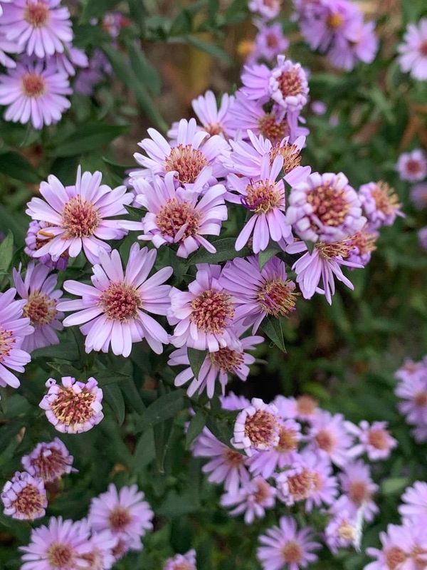 Aster de Escocia (Symphyotrichum novi-belgii)