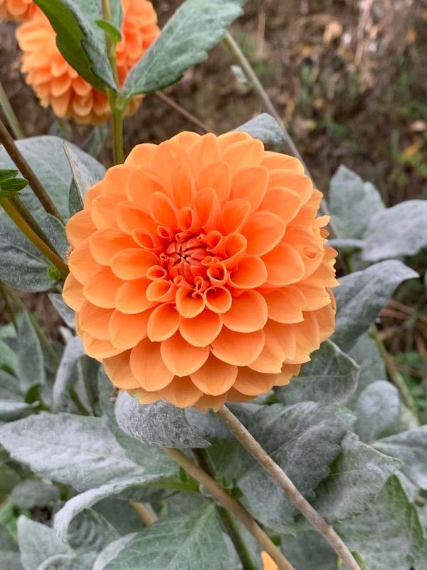 Dahlia
